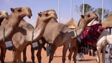 Inside the King Abdulaziz Camel Festival's Multi-million-dollar Auctions