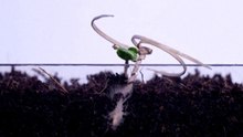 Self-burying seed carriers plant themselves after air-drops.