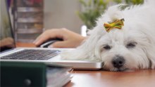 Securing Your Pet's Finances: Practical Money Tips for Care
