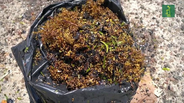 Retiran 128 toneladas de crudo del Golfo de México tras derrame
