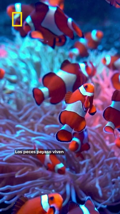 Los peces payaso están perdiendo sus rayas a propósito