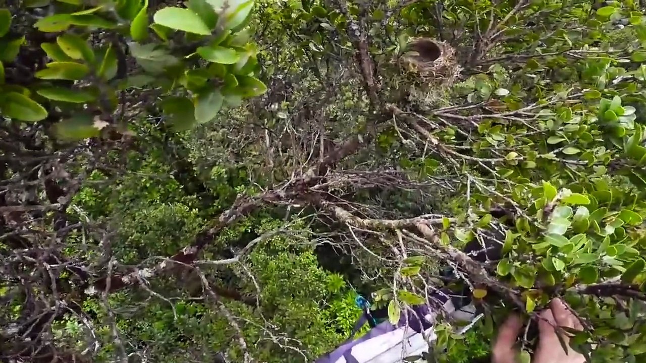 A Closer Look at Hawaii's Honeycreeper Conservation Mission