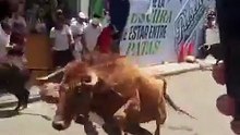 Tersundul Banteng...!
