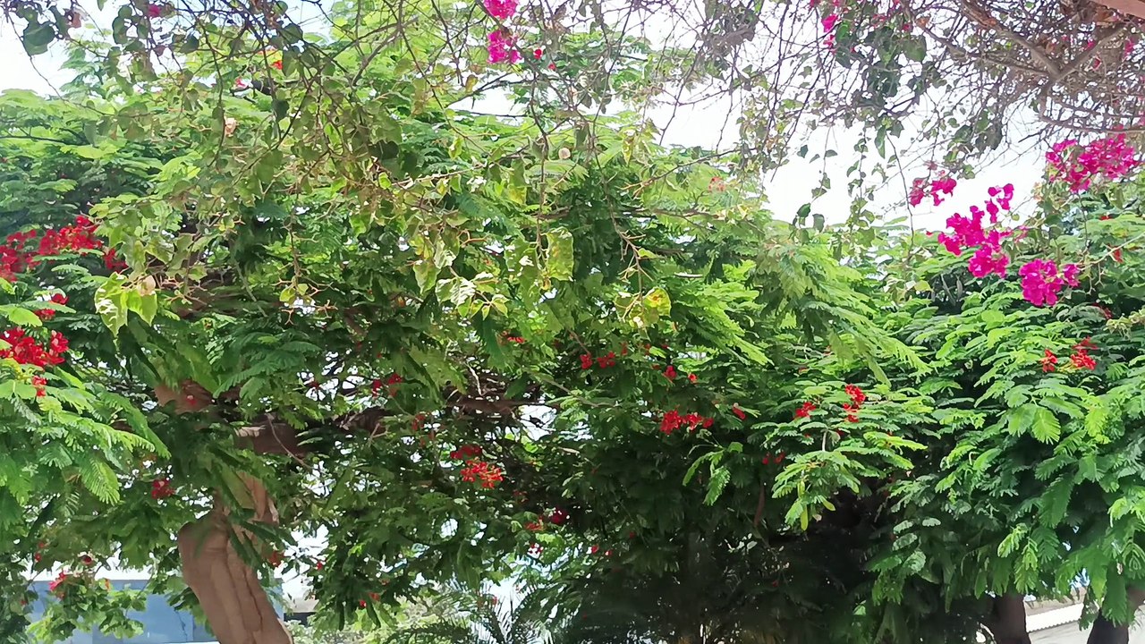 ESTADÍA PERÚ DEL 10 FEBRERO AL 12 MARZO 2026   VID_20260222_120804