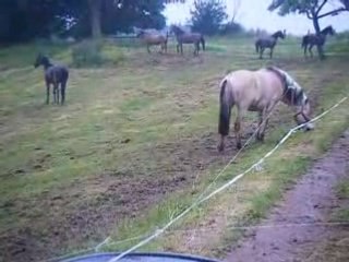 Download Video: TREC a pont d'ouilly !