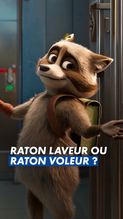 Raton laveur… ou raton voleur ? 🦝À vous de voir 👀
