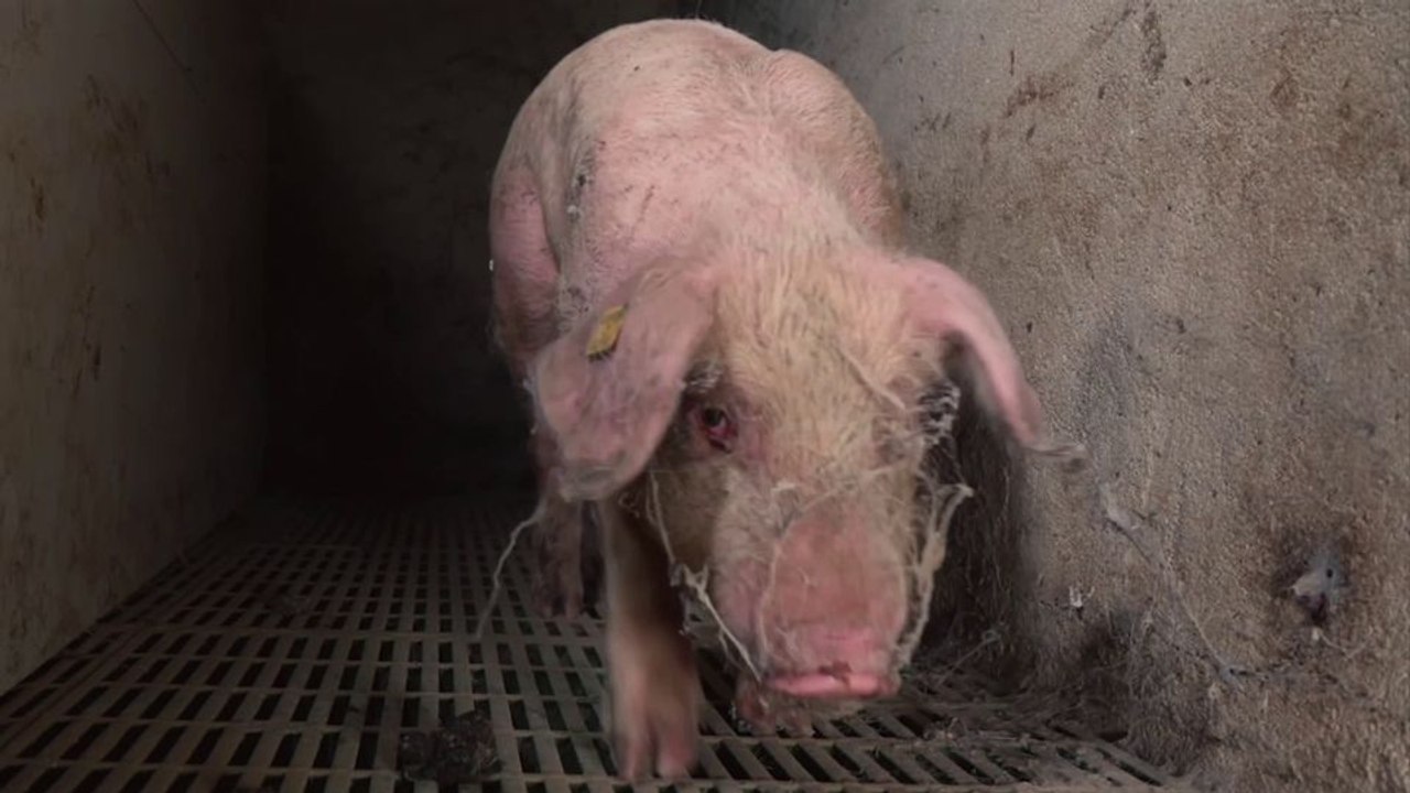 Food For Profit Trailer DF