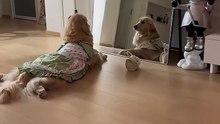 Funny Video,Entertaining Viral Moment