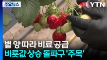 볕 양 따라 비료 공급...비룟값 상승 돌파구 '주목' / YTN