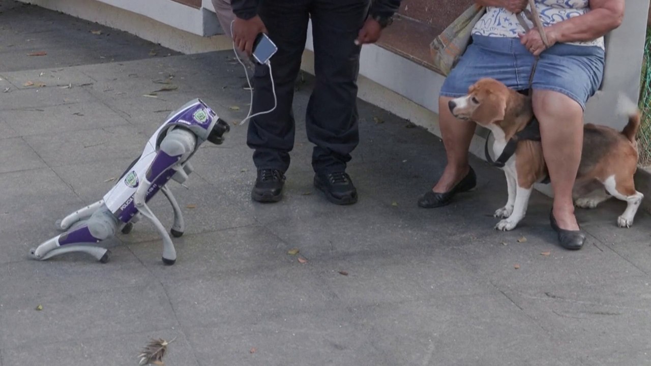 Des chiens robots employés pour renforcer la sécurité au Venezuela