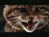 Last of the Scottish Wildcats DVD preview trailer