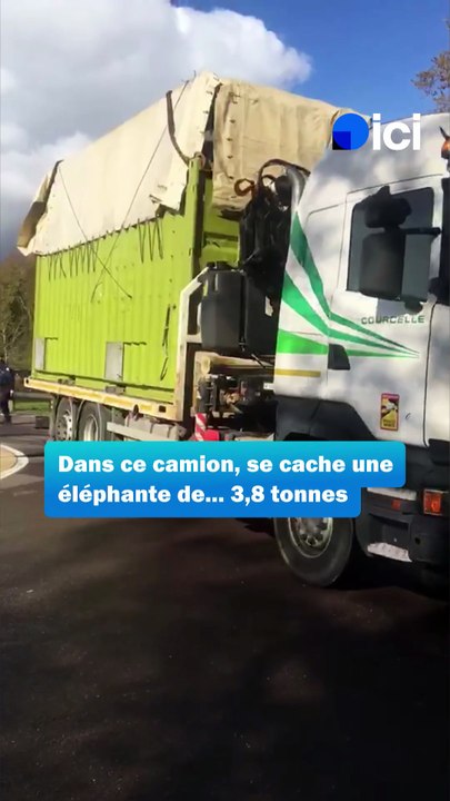 Le zoo d'Amnéville accueille Rosy, une nouvelle éléphante !