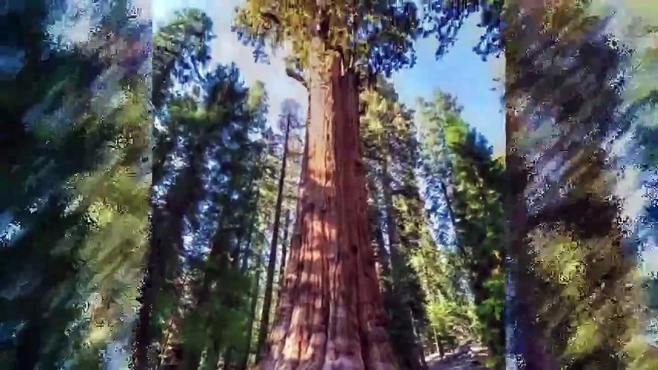 7 árboles impresionantes del mundo que te harán amar más la naturaleza 🌲_