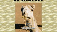 "Le chameau".