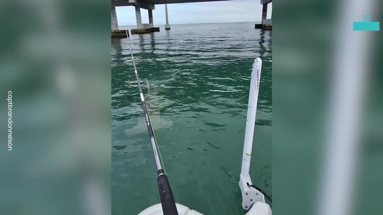 Florida Keys Hammerhead Shark Encounter
