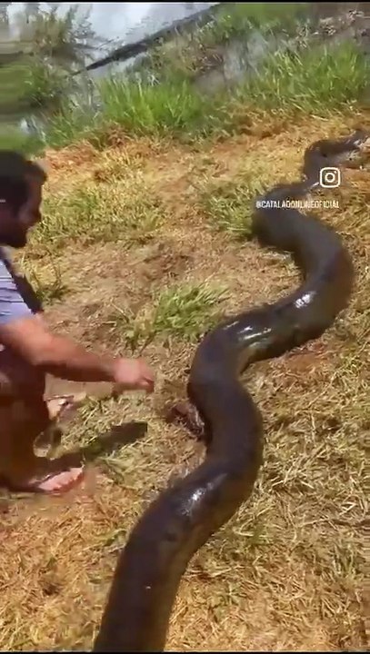 VÍDEO: Cobra gigante é flagrada devorando cachorro inteiro; confira