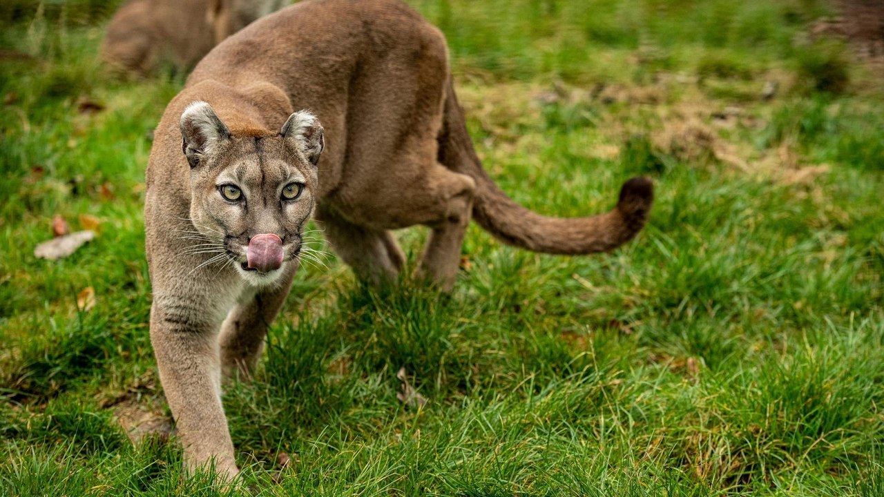 Autoridades monitorean presencia de puma concolor en zona rural de Antioquia