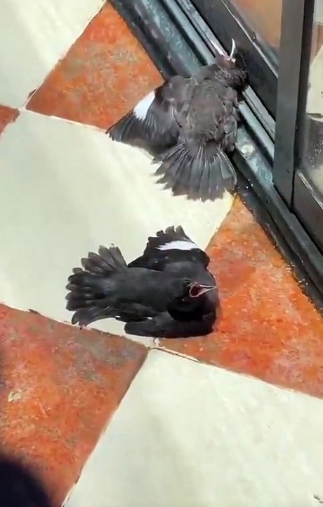 🐦 Ces oiseaux ont vu un humain nourrir un congénère blessé — Ils ont aussitôt simulé des blessures pour obtenir de la nourriture à leur tour !