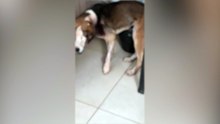 Cachorro ferido é resgatado por trabalhadores e mobiliza pedido de ajuda para tratamento