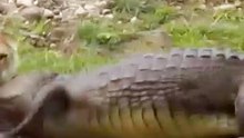 Endless Jungle King Crocodile Battle