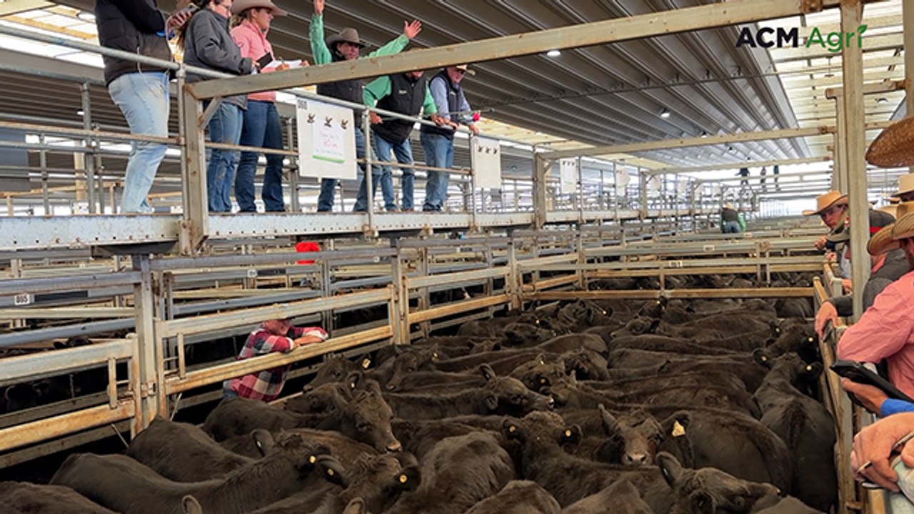 Pure Millah Murrah blood steers sold at Tamworth