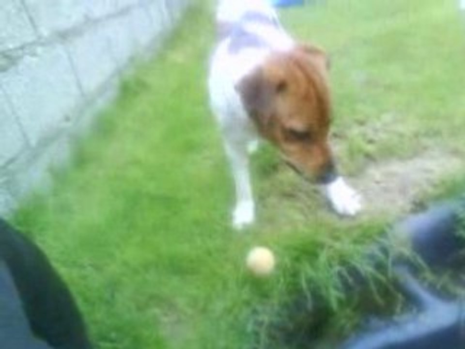 BOUL AMERICAIN BOUL FRANCAIS ET JACK RUSSEL QUI JOUENT