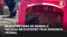 Tigre de Bengala cachorro es rescatado de una vivienda en Ecatepec