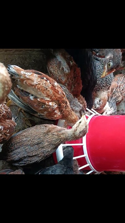 Gavran Chuje|| #poultryfarming #desimurgi #desichicken #gavrankomdi #villagefarming #chickenfarming
