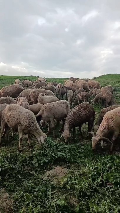 Why is watching sheep eat grass so satisfying? 🐑🌱 Maybe it’s the peaceful environment… or the simple rhythm of nature.  This short clip captures a calming moment that feels strangely addictive and relaxing 😌  No edits. No music. Just real nature doing