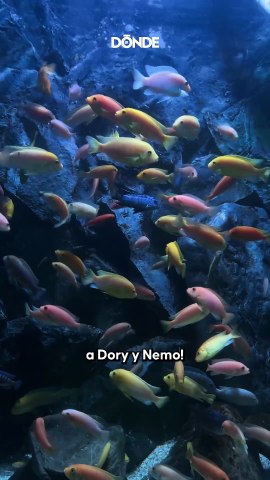 Acuario Michín Guadalajara: acuario gigante con capibaras y túnel 360°