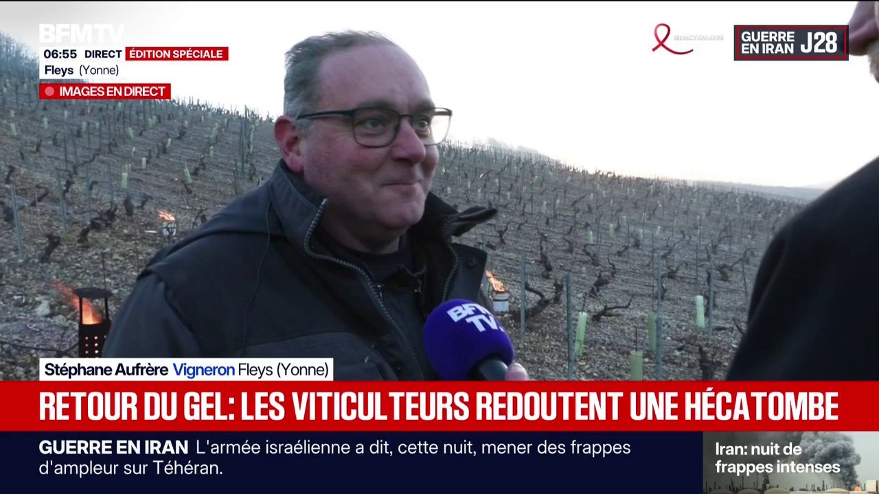 Retour du gel: les viticulteurs redoutent une hécatombe