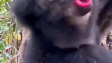 Amazing sounds of nature’