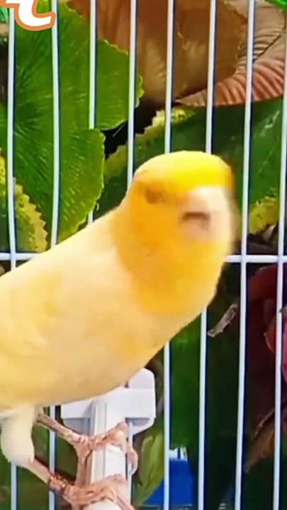 wonderful birds sounds