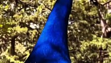 Strange sounds of different animals