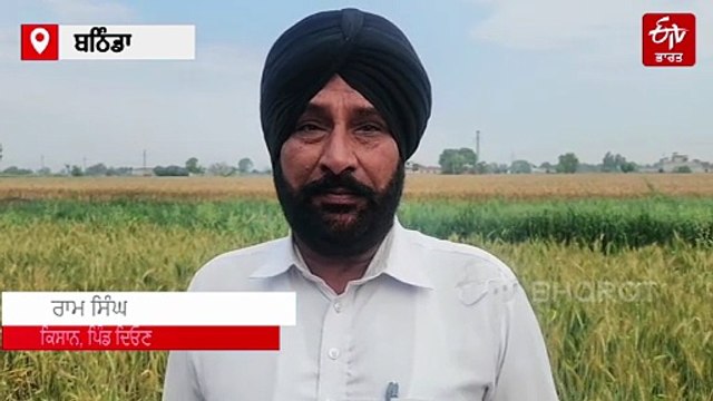 ਮੀਂਹ ਅਤੇ ਤੇਜ਼ ਹਵਾਵਾਂ ਕਾਰਨ ਕਣਕ ਦੀ ਫ਼ਸਲ ਤਬਾਹ, ਕਿਸਾਨ ਪਰੇਸ਼ਾਨ