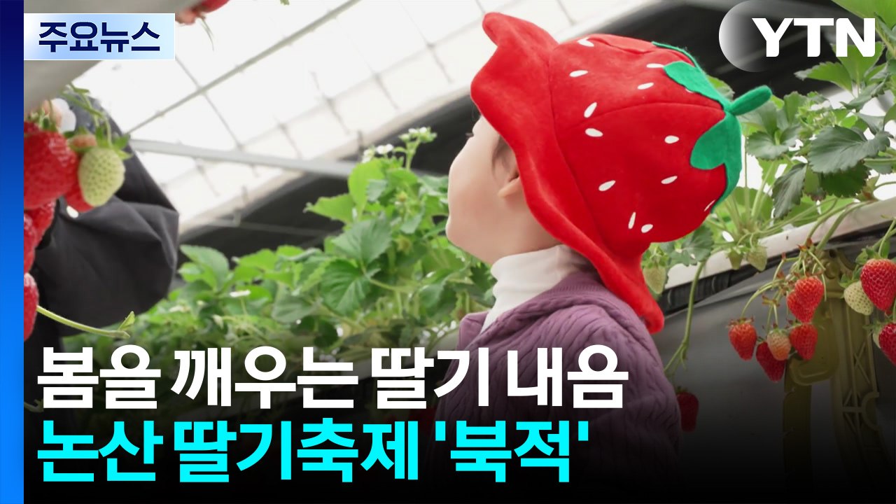 봄을 깨우는 딸기 내음...논산 딸기축제 '북적' / YTN