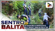 Marijuana plants na nadiskubre sa greenhouse ng isang indibidwal sa Tublay, Benguet, sinira ng PDEA at PNP