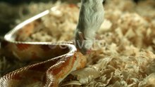 Snake attacking a dead mouse