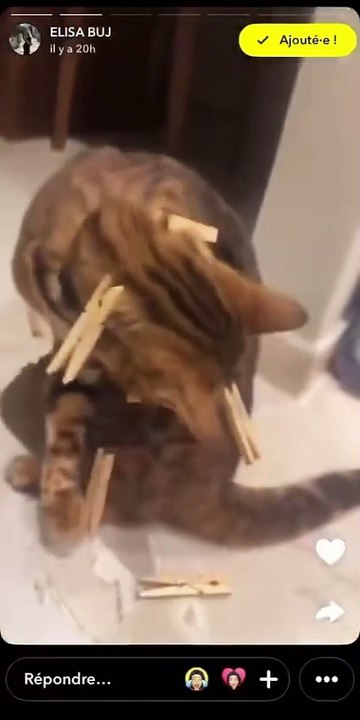 Une influenceuse choque la Toile en couvrant son chat de pinces à linge