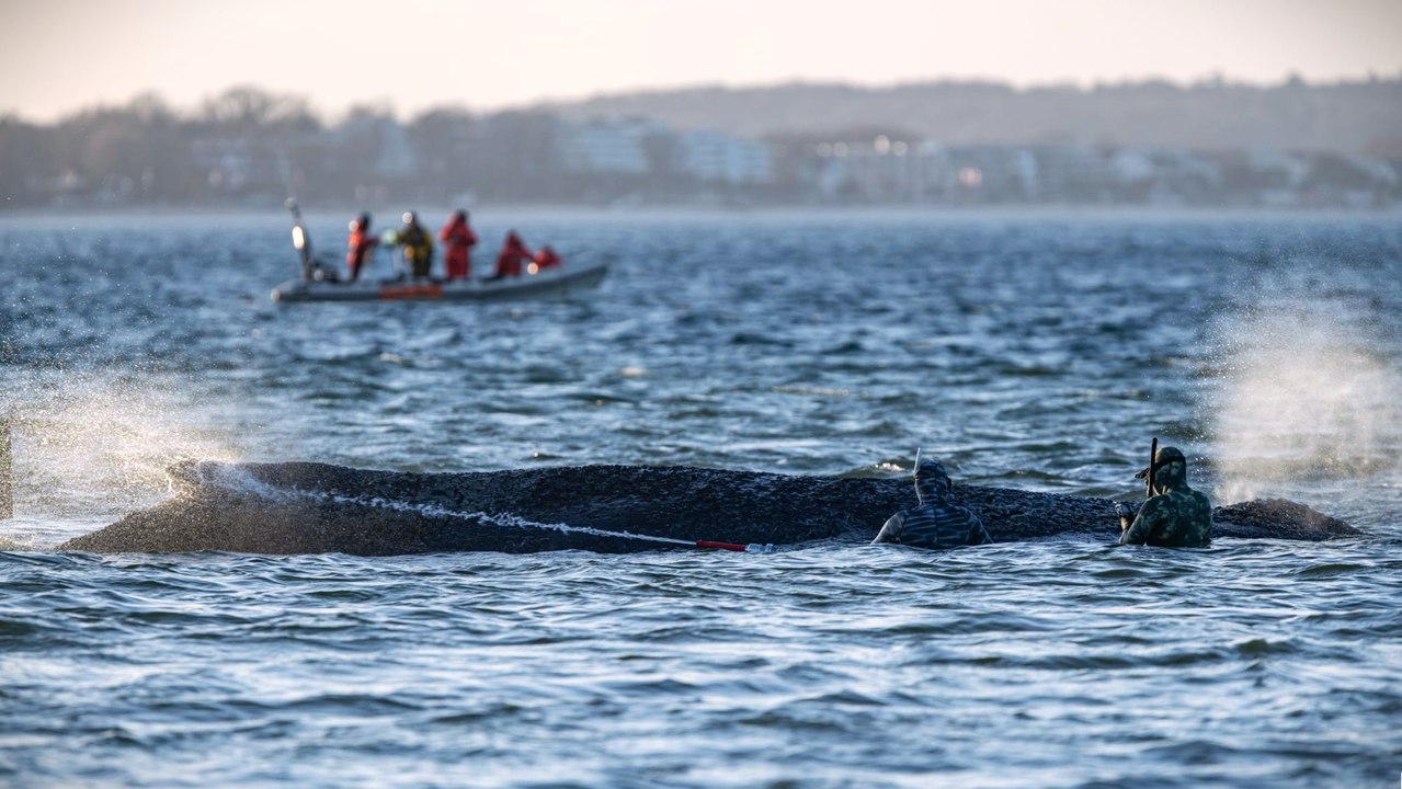 Lübecker Bucht: Gestrandeter Wal hat sich freigeschwommen