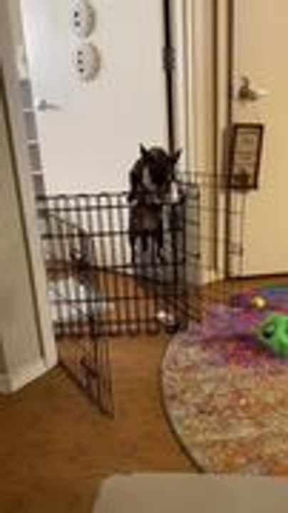 Dog Climbs Fence to Escape Bedroom