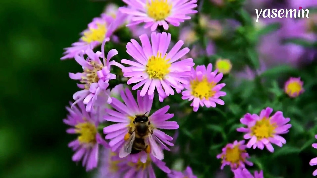 Uzman isimden kritik uyarılar: Bahar aylarının kabusu polen alerjisi alarmı!