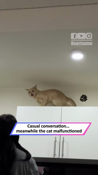 Cat Goes Full Drama—Hilarious Performance Steals the Spotlight!|| Heartsome 💖