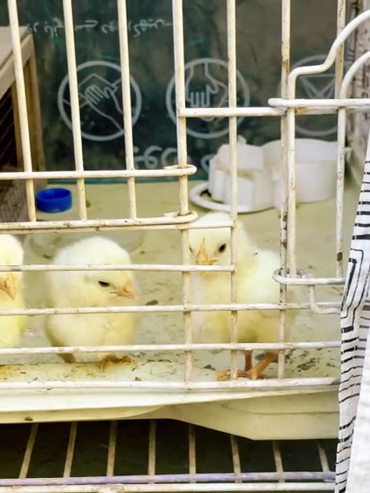 Pets Life #petslife #Viral #Funny #beauty