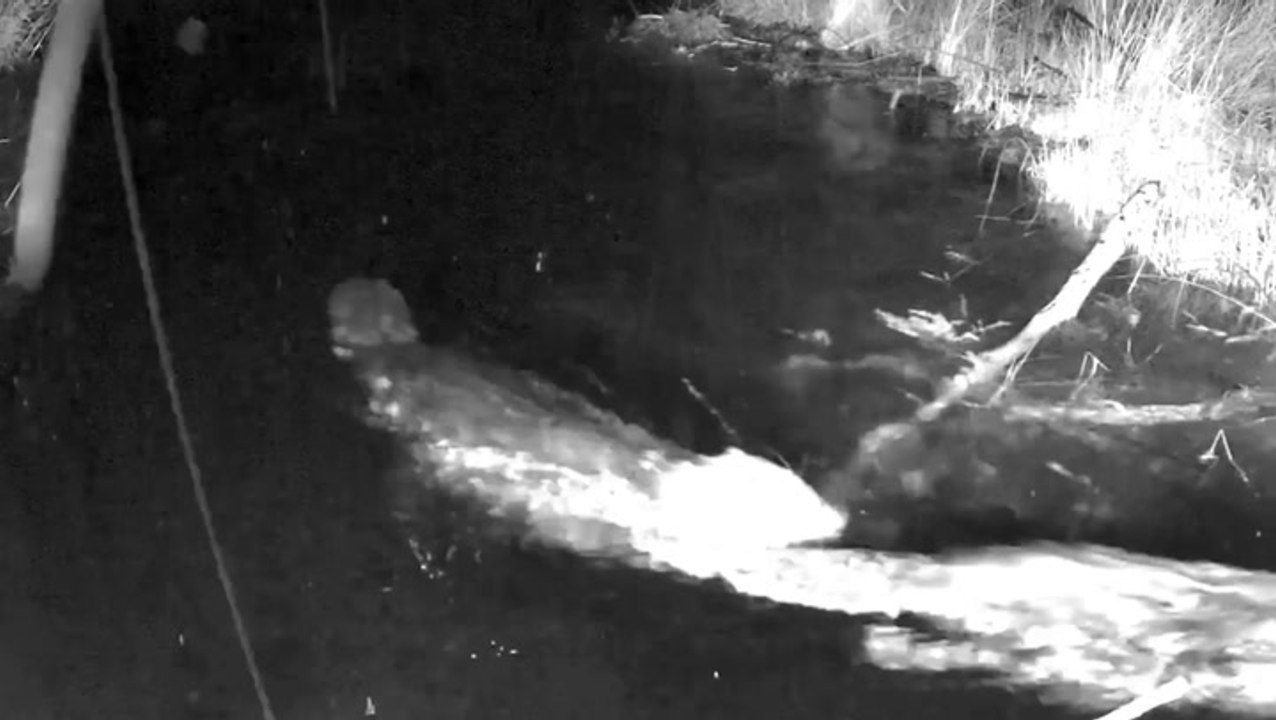 Beavers transform Dorset woodland one year afte...