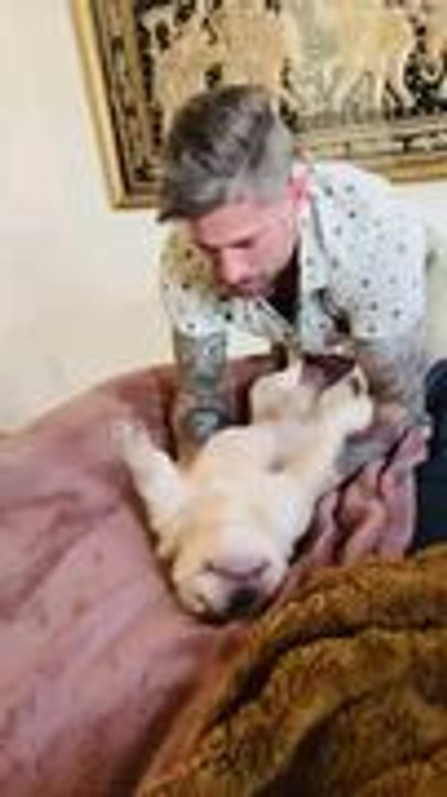 French Bulldog Loves to Get His Back Rubbed Against Bed