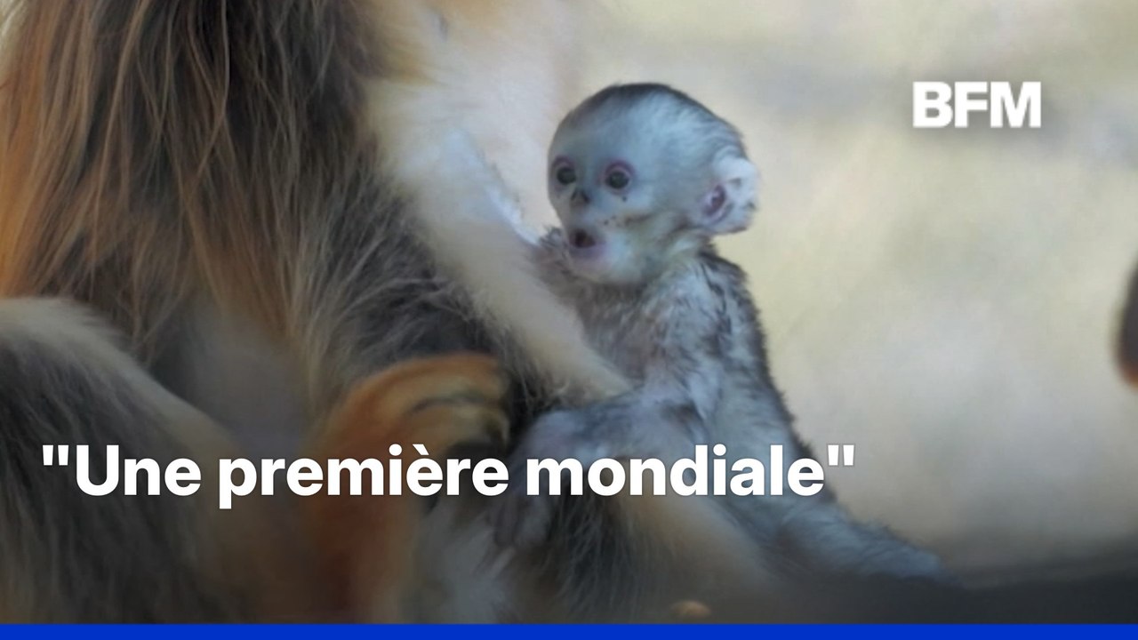 Naissance exceptionnelle d'un petit singe doré au zoo de Beauval