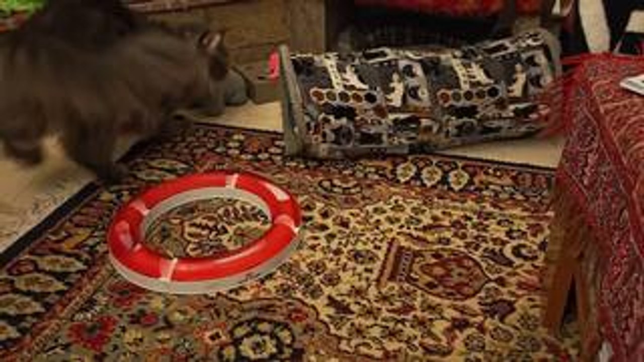 Cat Tries to Catch Ball Inside Ring