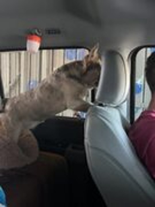 Frenchie Barks and Jumps Inside Car Around During Car Wash