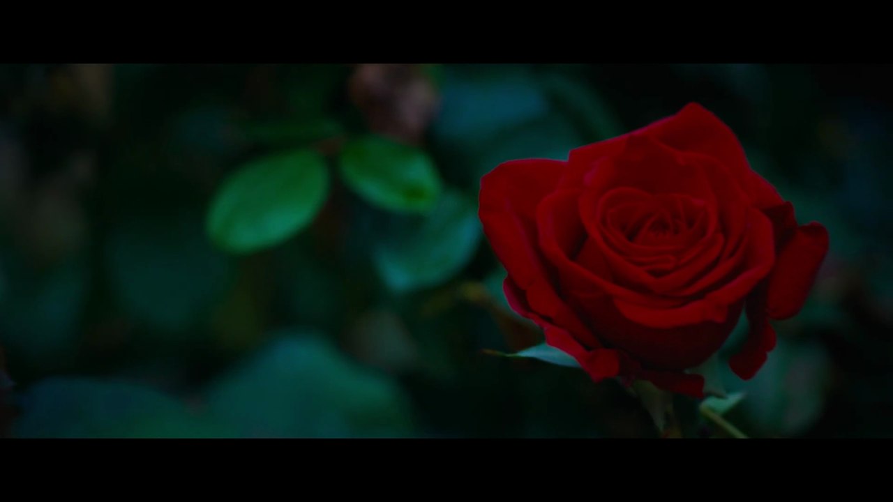 Rosebush Pruning Bande-annonce VO